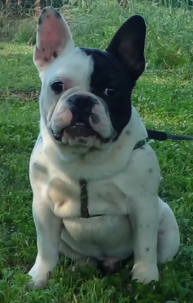 bulldog francese cuccioli | Foto 2