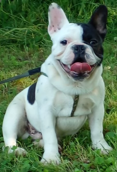 bulldog francese cuccioli