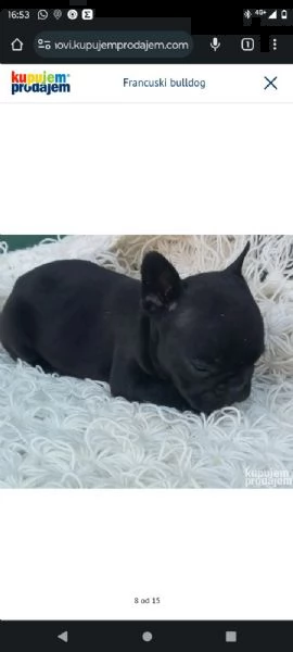 bulldog francese cuccioli | Foto 1