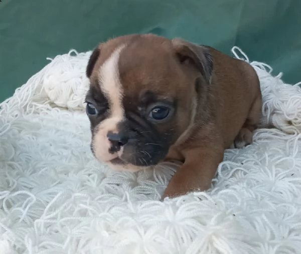 bulldog francese cuccioli | Foto 0