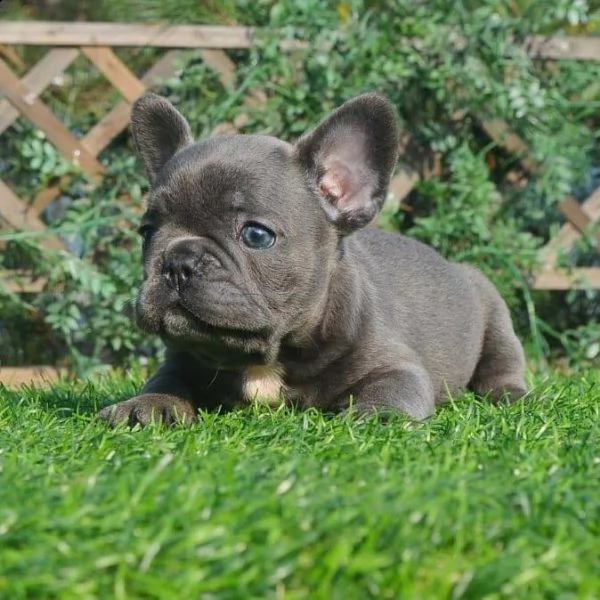 regalo bulldog francese giocoso whatsapp ( 0039 353 317 4023 )