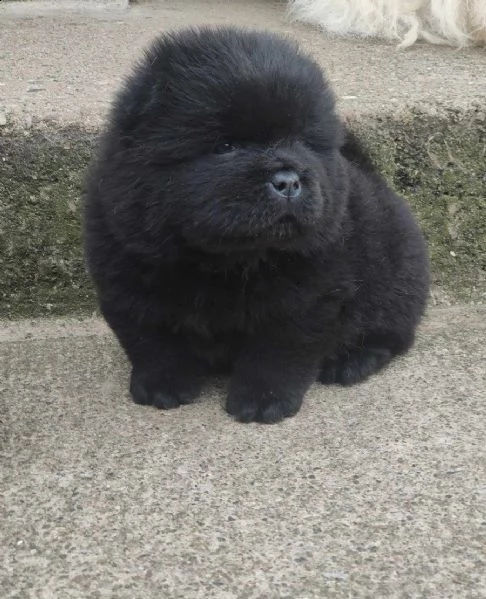 adorabili cuccioli di chow chow in adozione gratuiti
