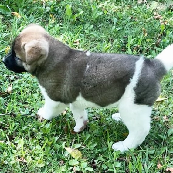 regalo akita inu