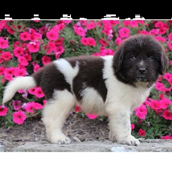 regalo cuccioli di terranova…….