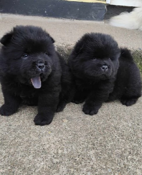 adorabili cuccioli di chow chow in adozione gratuiti