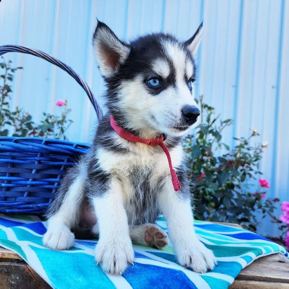regalo cuccioli siberian husky maschio e femmina 