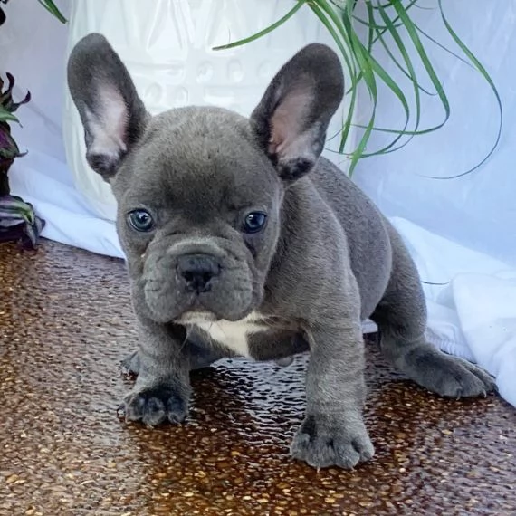 regalo cuccioli di cane a bulldog francese