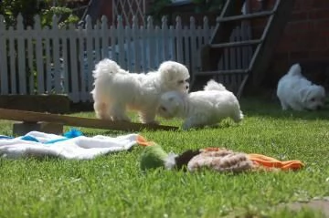 cuccioli di maltese taglia piccola | Foto 2