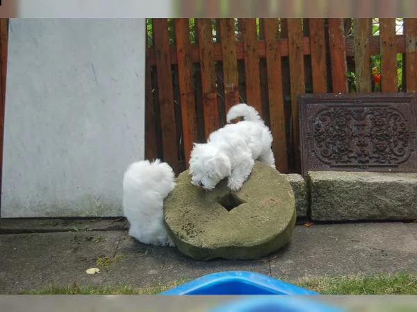 cuccioli di maltese taglia piccola
