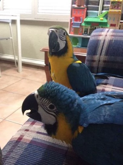 grigio africano, blu $ oro, scarlet macow, pappagalli disponibili. | Foto 0