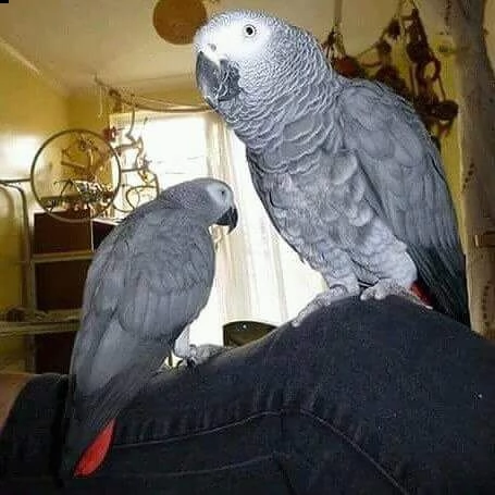 grigio africano, blu $ oro, scarlet macow, pappagalli disponibili.