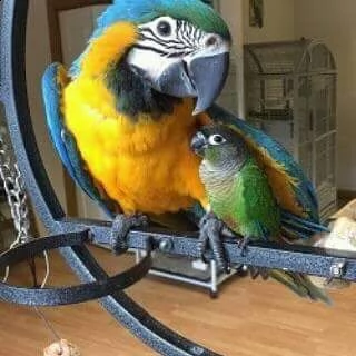 ***grigio africano, blu $ oro, ara scarlatta, pappagalli disponibili. | Foto 1