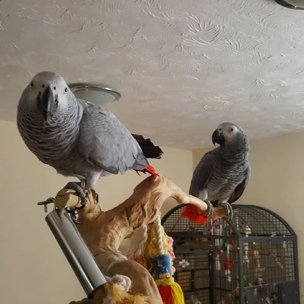 ***grigio africano, blu $ oro, ara scarlatta, pappagalli disponibili. | Foto 0