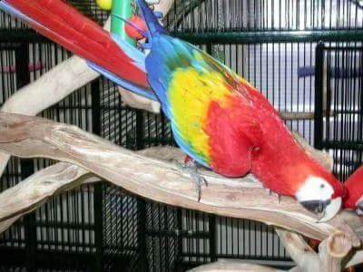 ***grigio africano, blu $ oro, ara scarlatta, pappagalli disponibili.