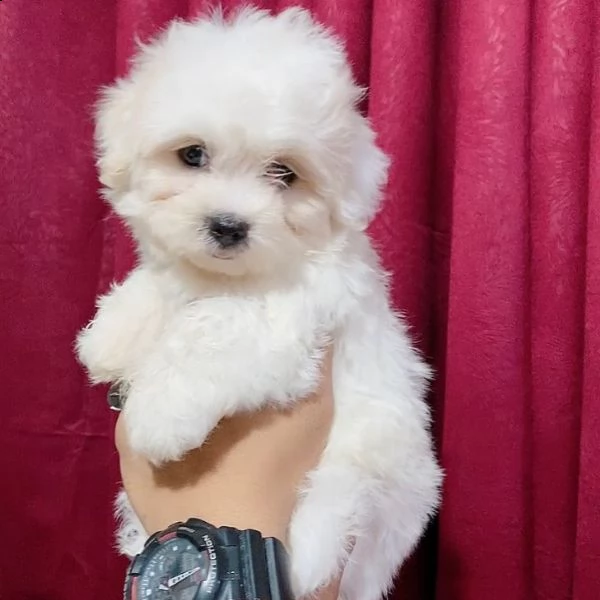 maltese toy!!! 