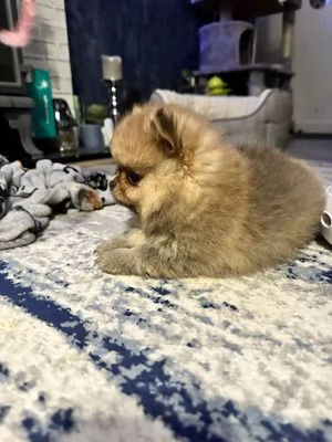 spitz tedesco nano detto volpino di pomerania toy. nati e cresciuti in casa con genitori visibili. m | Foto 1