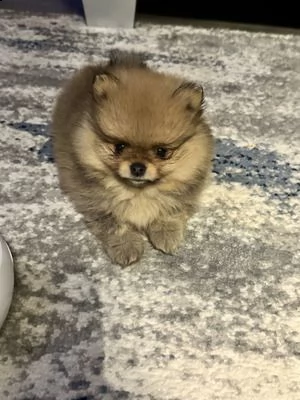 spitz tedesco nano detto volpino di pomerania toy. nati e cresciuti in casa con genitori visibili. m | Foto 0