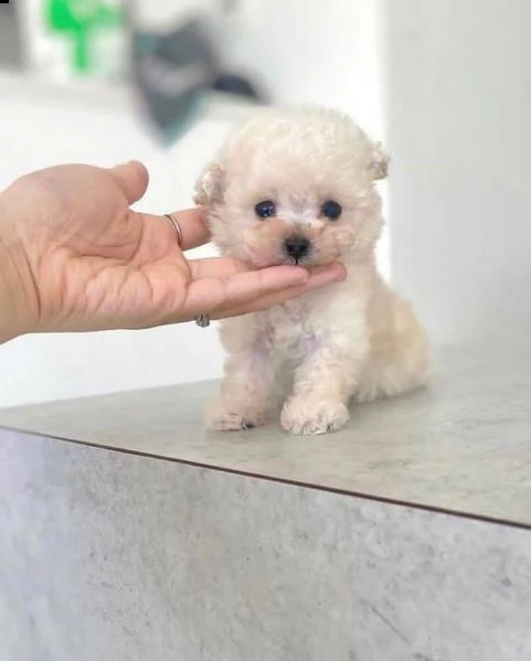 disponibili cucciolate di barboncino toy