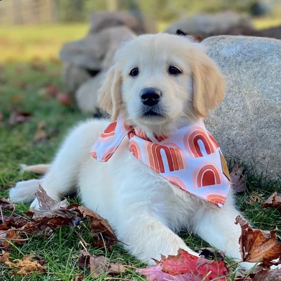 regarlo golden retriever cuccioli bellissima cucciolata cerca nuova famiglia, 4 maschi e 3 femmina,