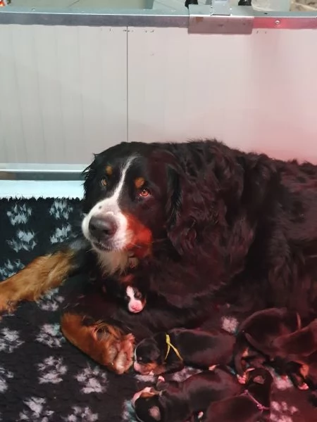 Cucciolata di BOVARI DEL BERNESE altissima genealogia  | Foto 1