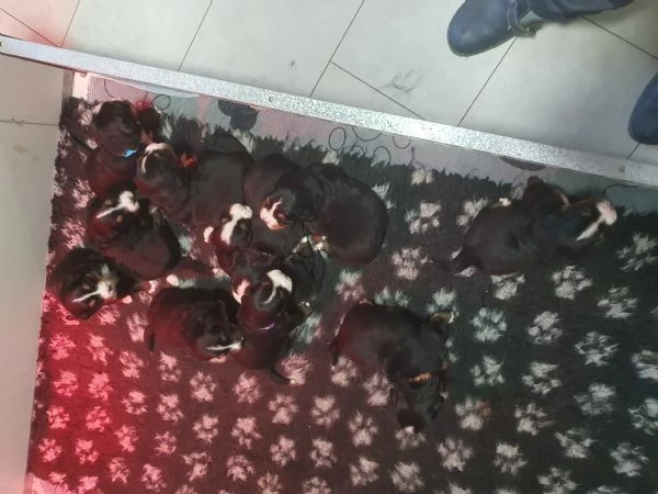 Cucciolata di BOVARI DEL BERNESE altissima genealogia  | Foto 0