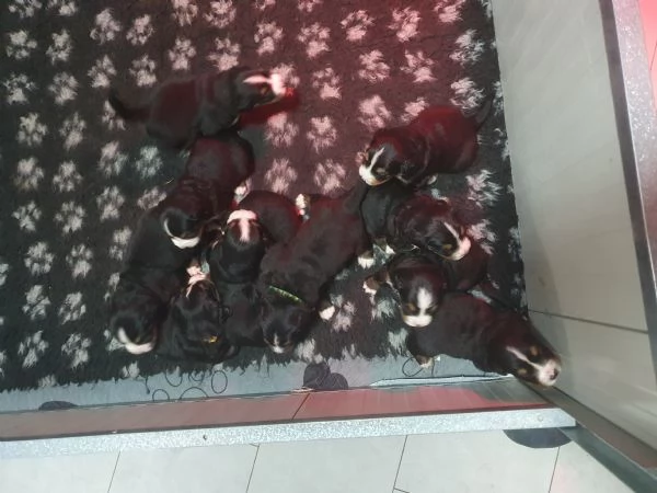 Cucciolata di BOVARI DEL BERNESE altissima genealogia 