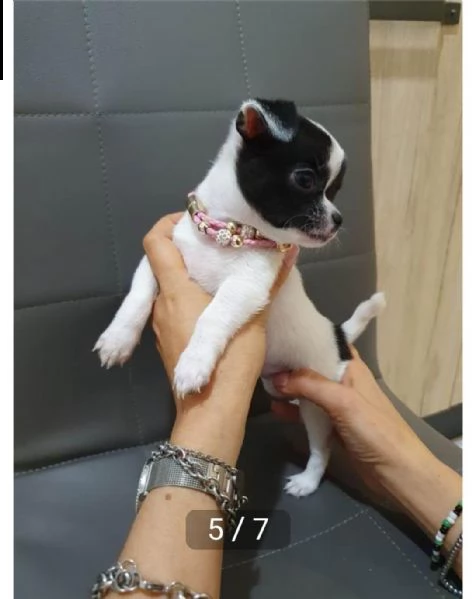 regalo cuccioli di chihuahua whatsapp ( 0039 353 317 4023 ) | Foto 1
