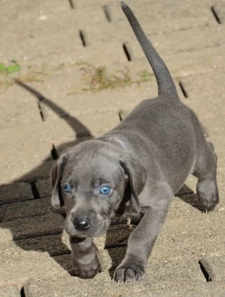 cuccioli di weimaraner blu | Foto 1