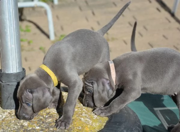 cuccioli di weimaraner blu | Foto 0