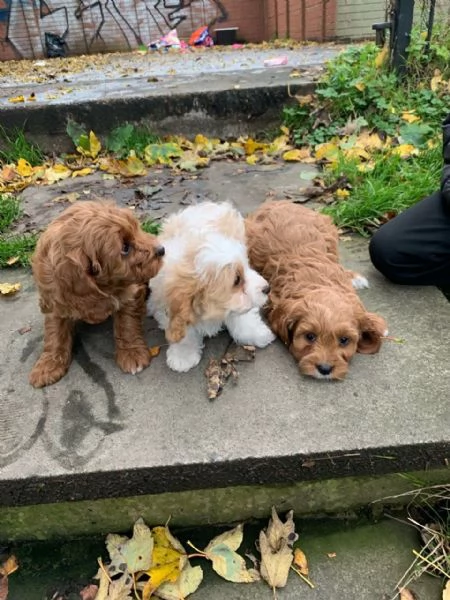 offriamo meravigliosi cuccioli di Cavapoo | Foto 1