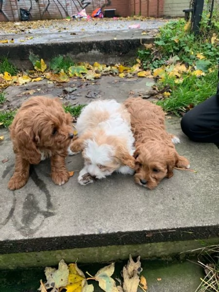 offriamo meravigliosi cuccioli di Cavapoo