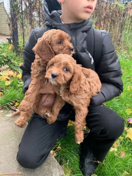 offriamo meravigliosi cuccioli di Cavapoo | Foto 0