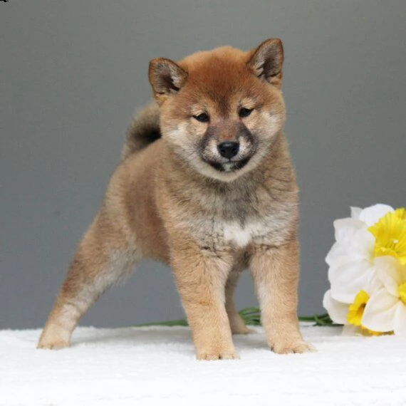 shiba inu cuccioli per l'adozione bellissima cucciolata cerca nuova famiglia, 4 maschi e 3 femmina, 
