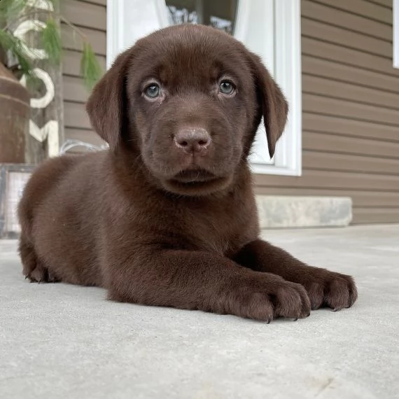 regarlo golden retriever cuccioli
