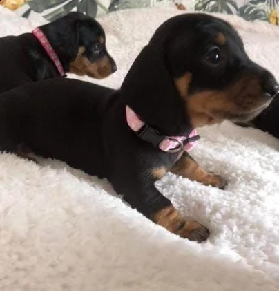 regalo bassotto  | Foto 0