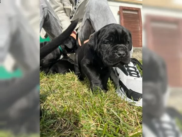 cucciolo di cane corso | Foto 5