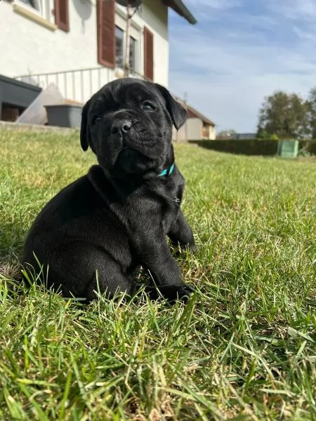 cucciolo di cane corso | Foto 4
