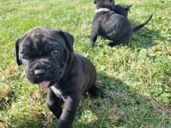 cucciolo di cane corso | Foto 3