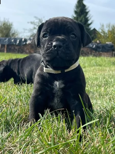 cucciolo di cane corso | Foto 2