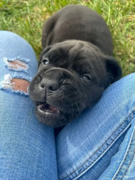 cucciolo di cane corso | Foto 1