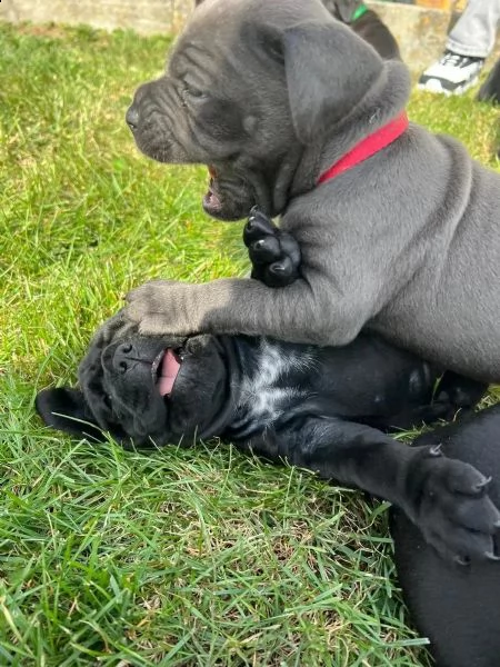 cucciolo di cane corso