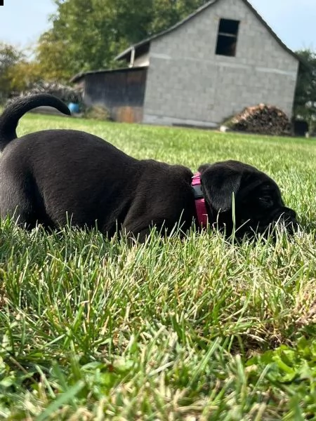 cucciolo di cane corso | Foto 0