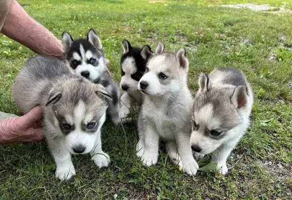 regalo cuccioli husky 