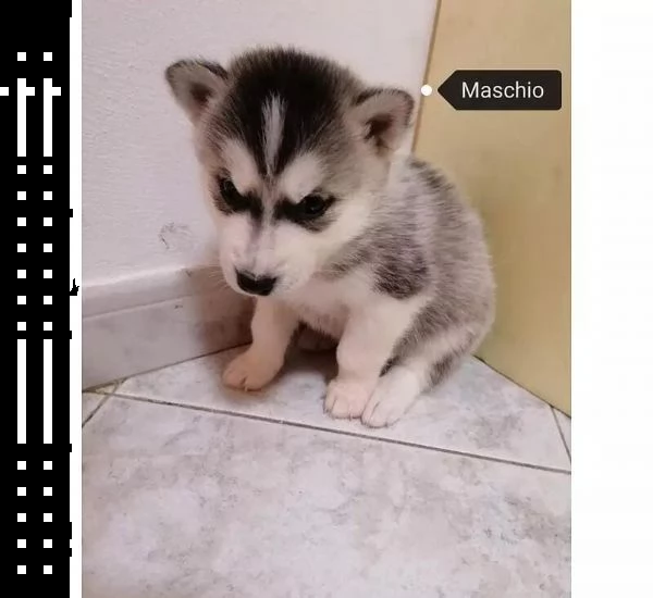 regalo cuccioli husky  | Foto 2
