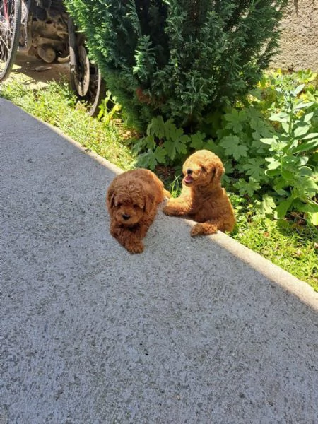cuccioli di barboncino toy 