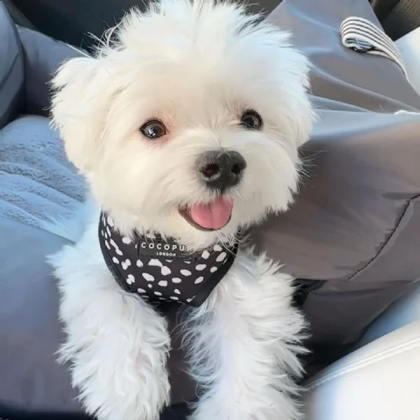 fantastico italiano maltese disponibile per l'adozione un maschio e una femmina ora abbiamo registra | Foto 0