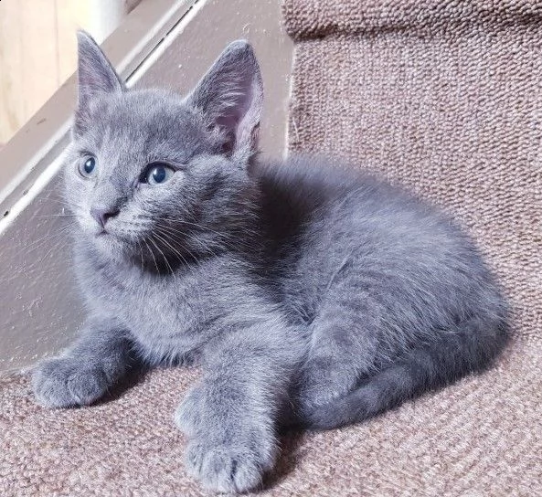 gattini di razza blue di russia