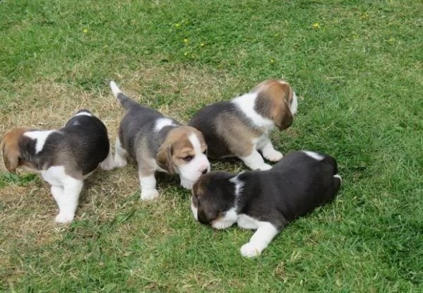 adotta un cucciolo di beagle whatsapp (0039 353 317 4023 ) | Foto 0