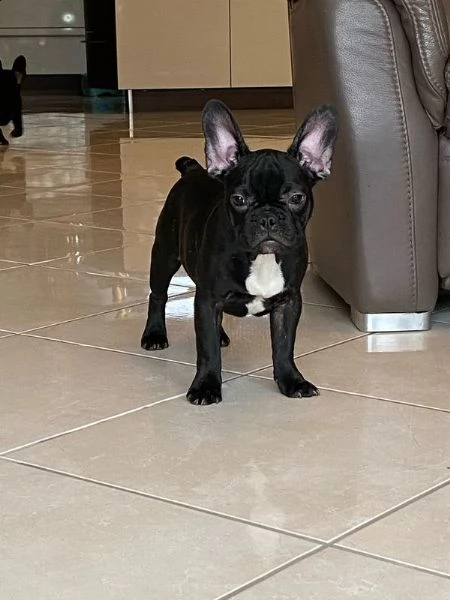 cucciole di bulldog francese