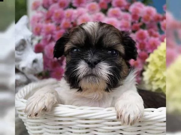 shih tzu cuccioli